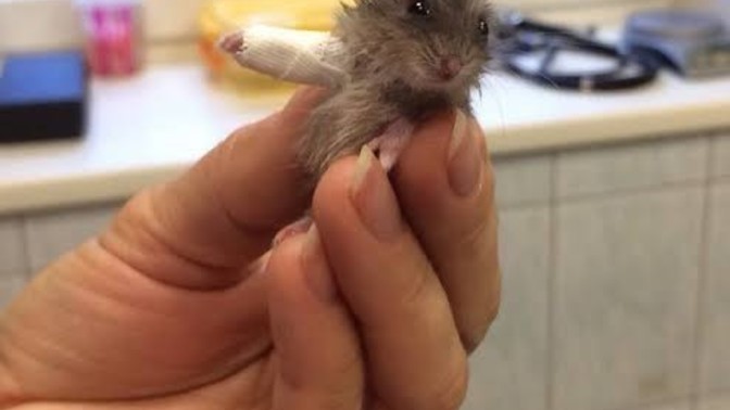 Daha önce hiç kolu kırılmış hamster gördünüz mü?
