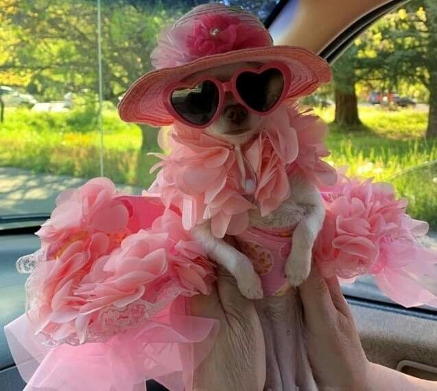 Neden her köpeğin havlama tonu farklı?