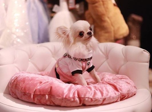 Neden her köpeğin havlama tonu farklı?
