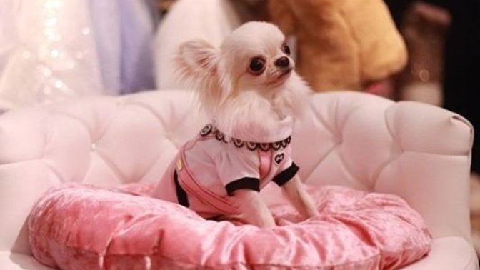 Neden her köpeğin havlama tonu farklı?
