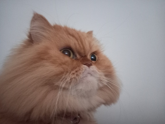 Tanıştırayım fotoğrafta ki benim kedim. Adı Şeftalidir ama ben ona Şefom diyorum. Dişi bir İran kedisidir ve çok yaramazdır. :D