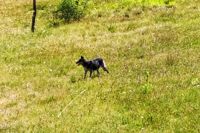 Sizce bu kurt mu, normal köpek mi yoksa tilki mi?
