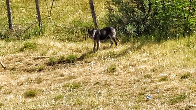 Sizce bu kurt mu, normal köpek mi yoksa tilki mi?