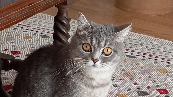 Arkadaşlar bu kedinin cinsi nedir? 
