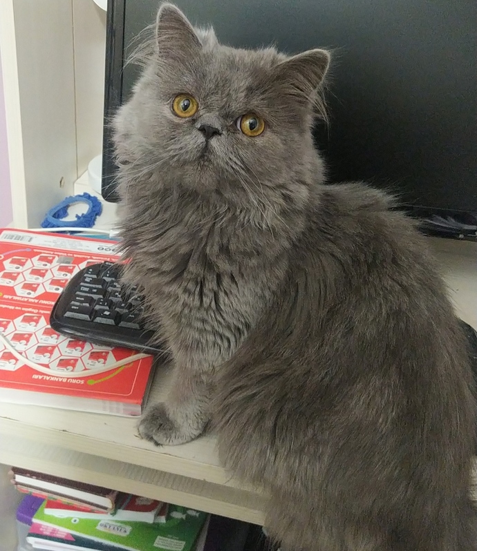 Sizce kedim tatlı mı, korkutucu mu?