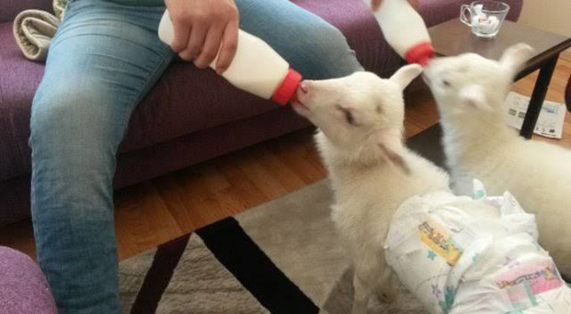 Evinizde hangi hayvanı beslemek isterdiniz?