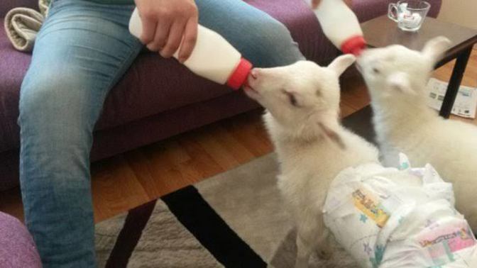 Evinizde hangi hayvanı beslemek isterdiniz?