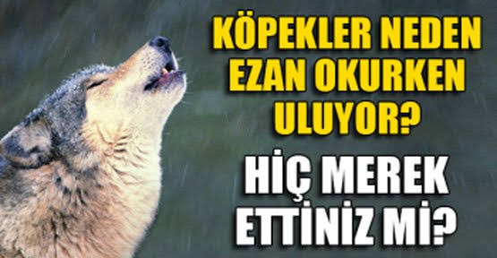 Köpekler ezan okunurken neden uluyor?