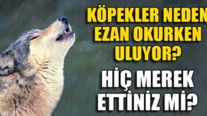 Köpekler ezan okunurken neden uluyor?