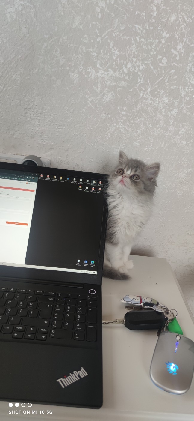 3 aylık yavru kedimin arka ayakları yamuk sizce ciddi bir problem var mıdır?