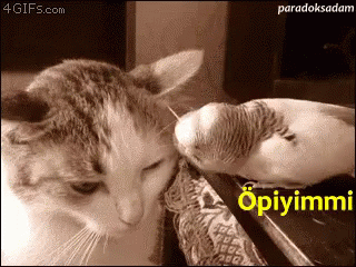 Aynı evde hem kuş hem kedi beslemek zor mu?
