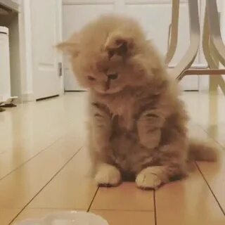 Kedi Bit Böcek?