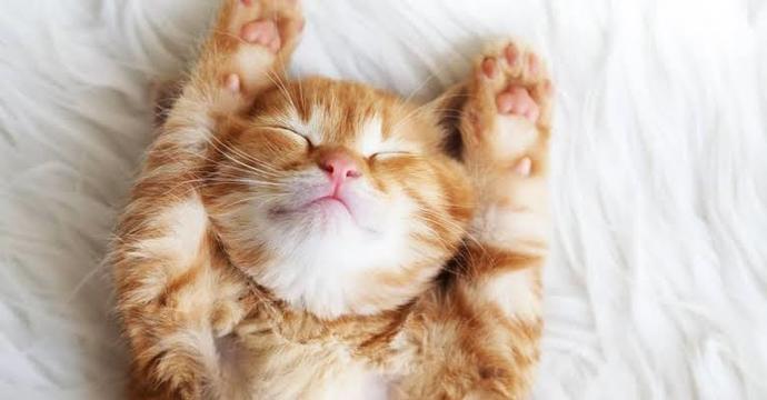 Mevcut bir savaşın ortasında beni kedi severken görmüşler.. 🦁