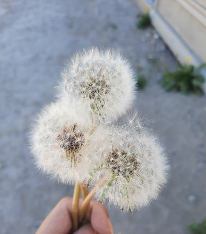 Şeytan tüyü var mı sizde?