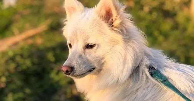 Bir evcil köpek alma şansınız olsa hangi tür alırdınız?
