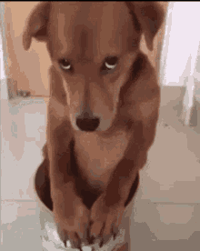 Bir evcil köpek alma şansınız olsa hangi tür alırdınız?
