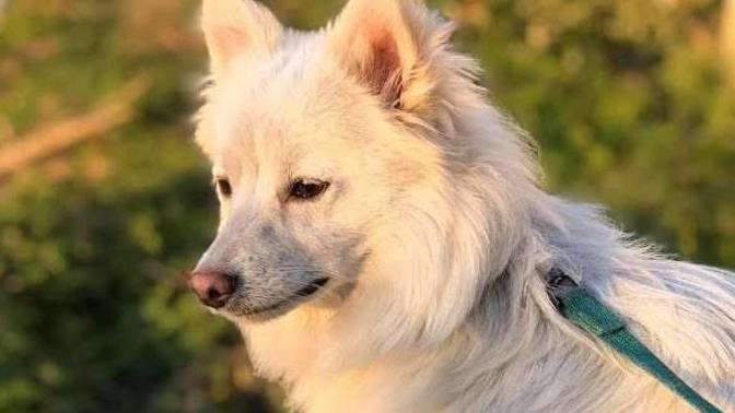 Bir evcil köpek alma şansınız olsa hangi tür alırdınız?
