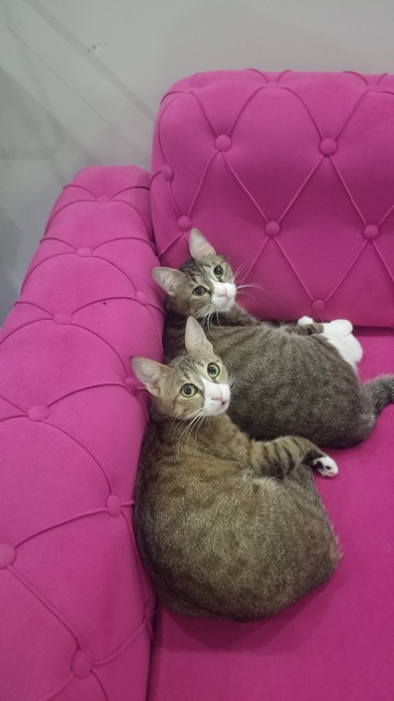 Kediler evladımız gibi değil mi?