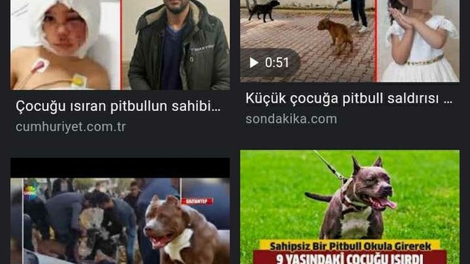 Madem sorun yetiştiricide hayvanda değil neden sadece pitbull cinsi köpeklerin saldırı haberini duyuyoruz?