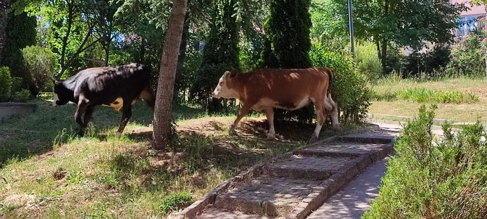 Ruh öküzüm kapıya dayandı ne yapmalıyım 😍?