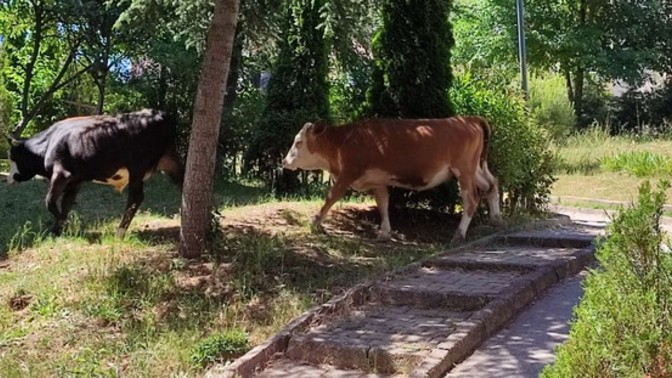 Ruh öküzüm kapıya dayandı ne yapmalıyım 😍?