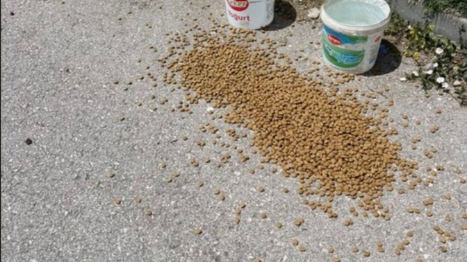 Bugün sokak hayvanları için sokaklara bir kova su koyman mümkün mü?