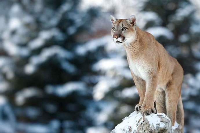 Aptal puma sendromunu biliyor musunuz?