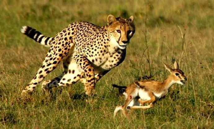 Aptal puma sendromunu biliyor musunuz?