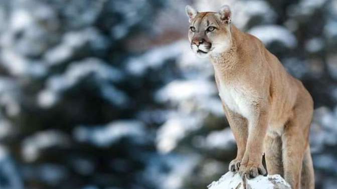 Aptal puma sendromunu biliyor musunuz?