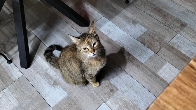 Yemek yerken biri sizi izlese rahatsız olur musunuz?