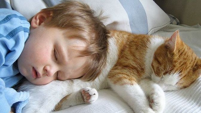 Kedi evde mi yoksa dışarıda mı bakılır?