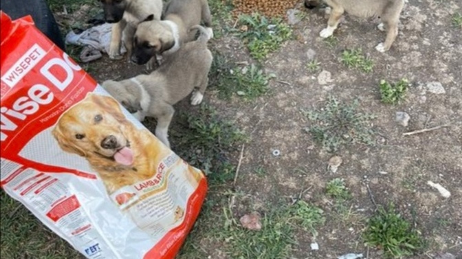 Yolda yürürken sağına soluna köpek ya da kedi var mı diye bakıyor musun?