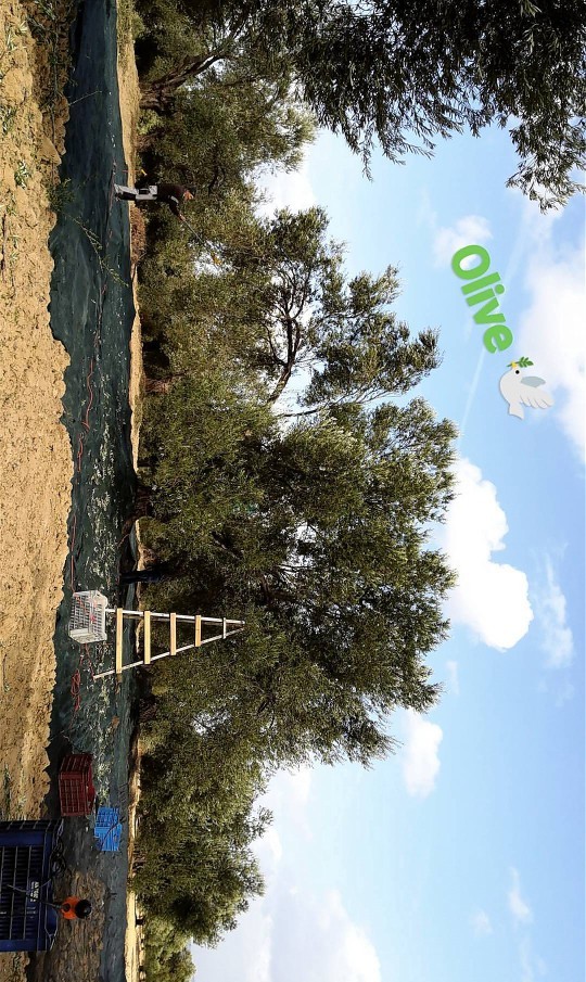 KS bir esnaf sitesi olsa sen ne olurdun?