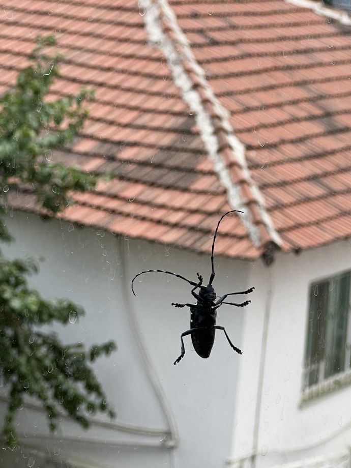 Bu böcek ne böceğiii 😱 😱?