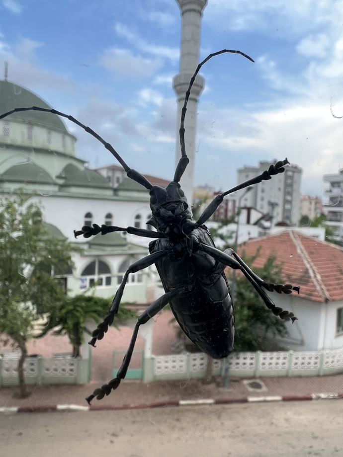 Bu böcek ne böceğiii 😱 😱?