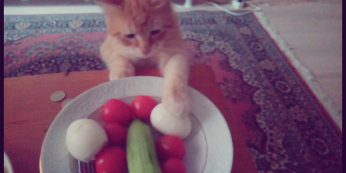 Kediler yumurtayı seviyor mu?