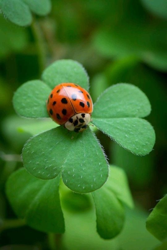 🐞🐞🐞