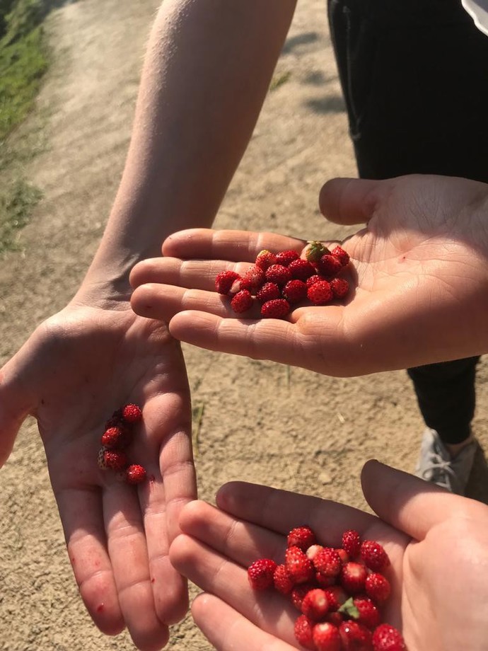 Siz en çok hangi meyveyi yemeyi seversiniz? 🍓?