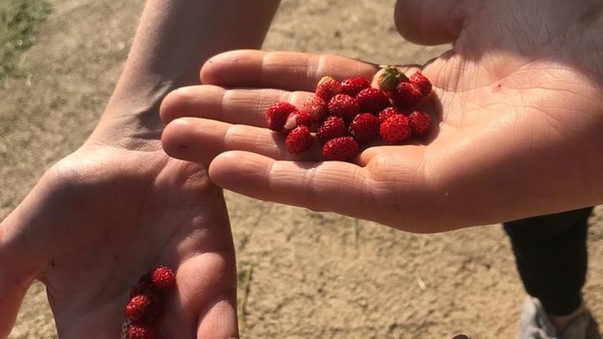 Siz en çok hangi meyveyi yemeyi seversiniz? 🍓?