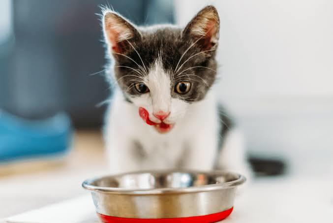 Yavru kedi için ne mama vermeyelim?