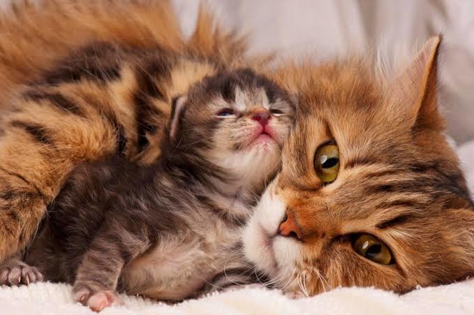 Sokakta baktığımız kedi doğum yaptı böyle çukur bir yere girdi merdiven altı gibi yer yer yukarıya mama koysak çıkar mı?
