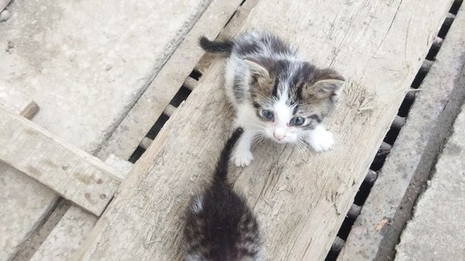 Yavru Kedi sahiplendim iki tane alır mıyım bir hayırlı olsun?