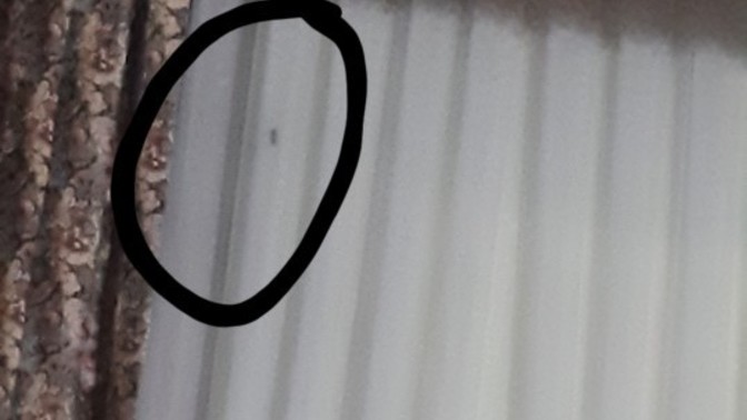 Yeni sahiplendiği hayvan çok tatlı değil mi?