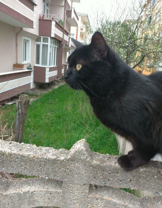 Siyah kedilerin uğursuzluk getirdiğine inanır mısın?