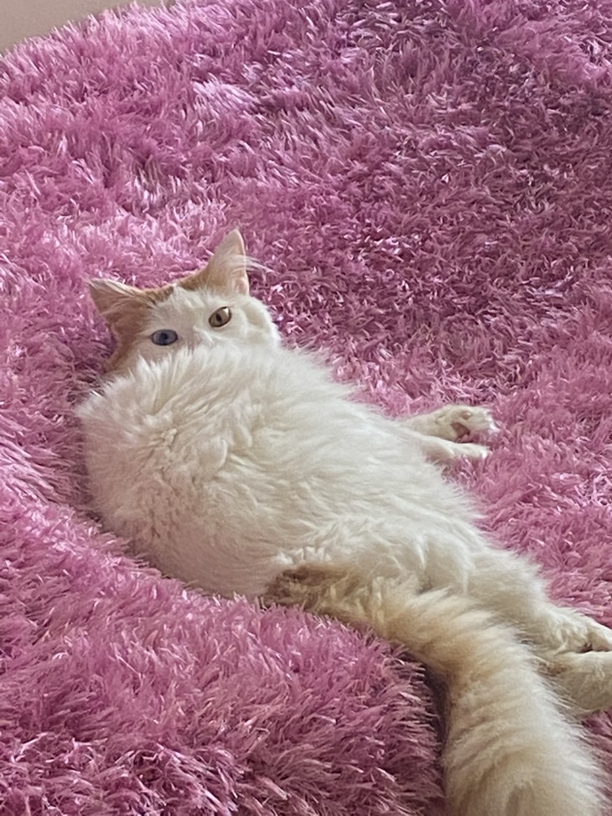 Evcil dostunun fotoğrafını paylaşır mısın?