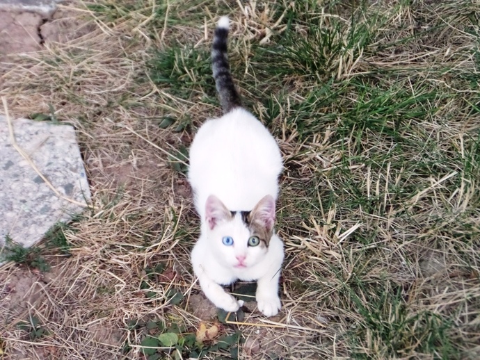 Evcil dostunun fotoğrafını paylaşır mısın?