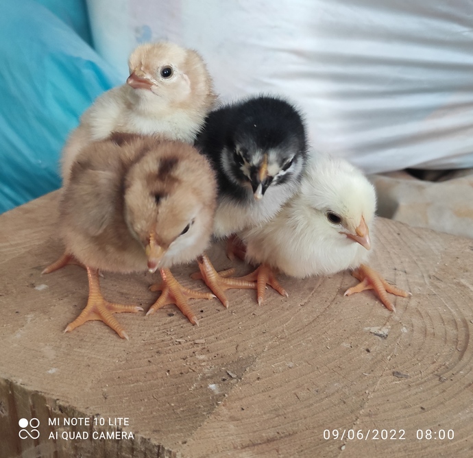 Evcil dostunun fotoğrafını paylaşır mısın?