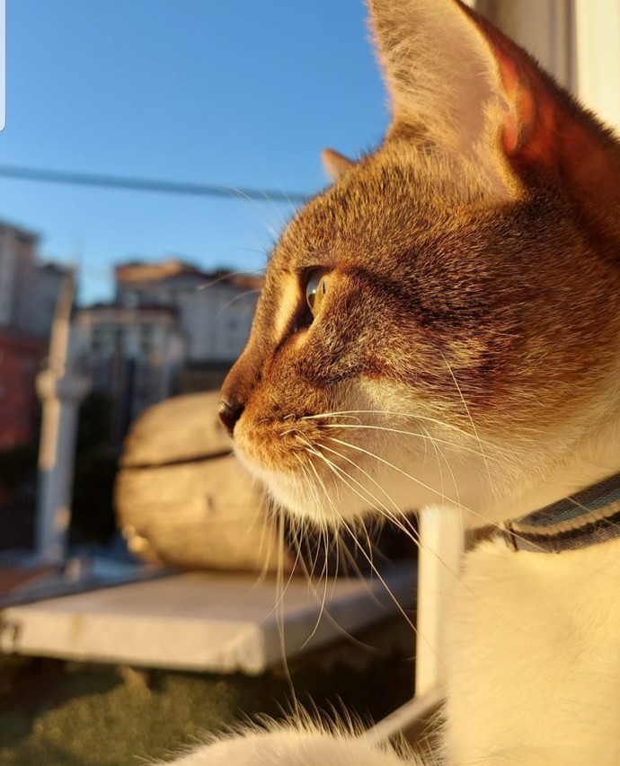 Evcil dostunun fotoğrafını paylaşır mısın?