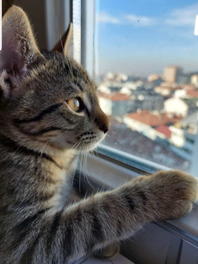 Evcil dostunun fotoğrafını paylaşır mısın?