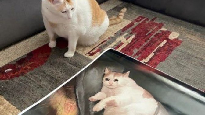 Evcil dostunun fotoğrafını paylaşır mısın?